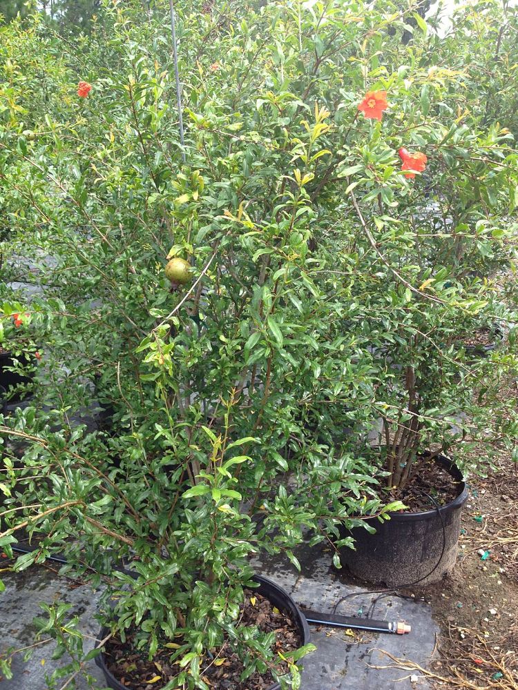 punica-granatum-fleishman-pomegranate-edible