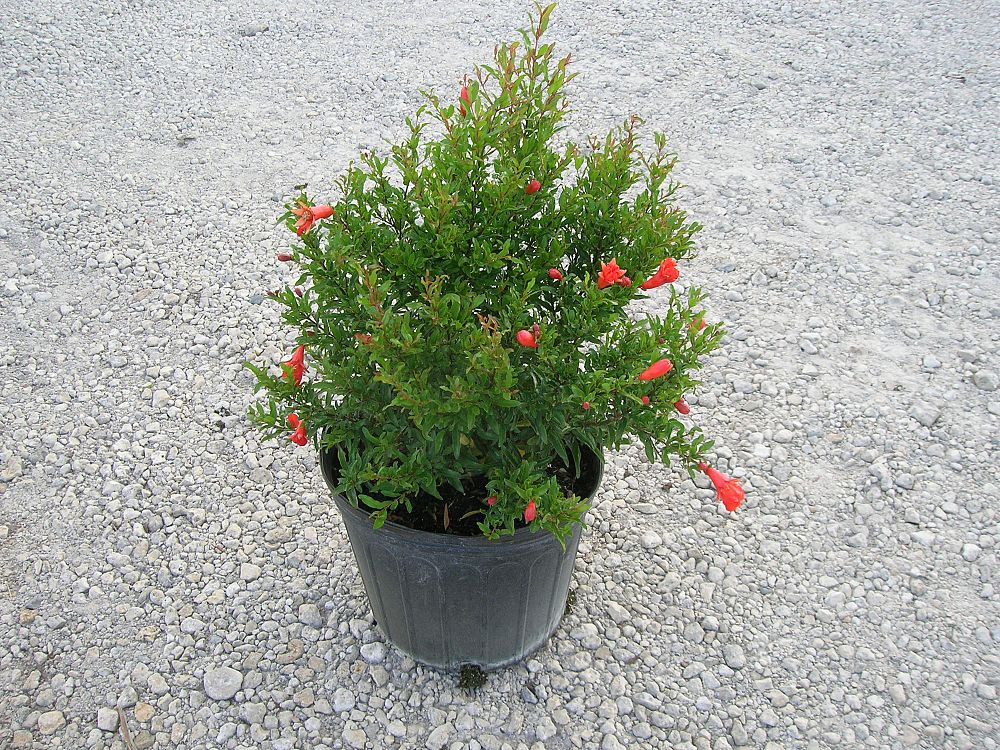 punica-granatum-nana-pomegranate-dwarf-red