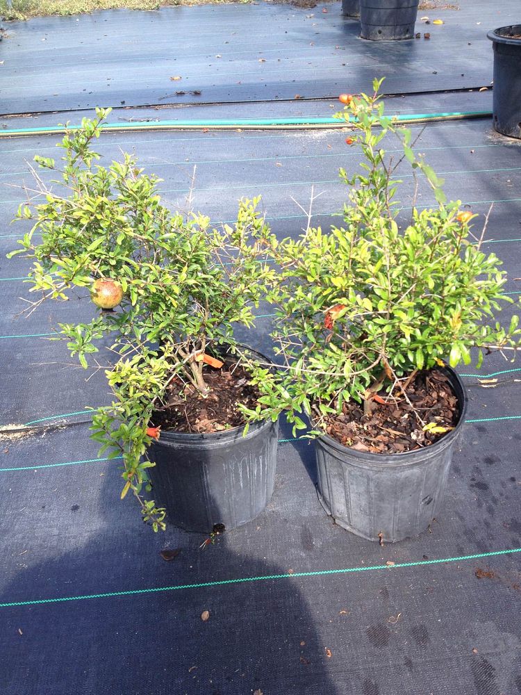 punica-granatum-nana-pomegranate-dwarf-red