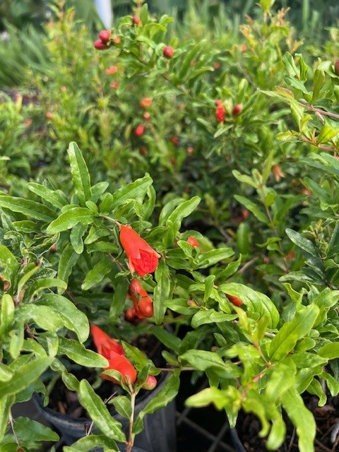 punica-granatum-nana-pomegranate-dwarf-red