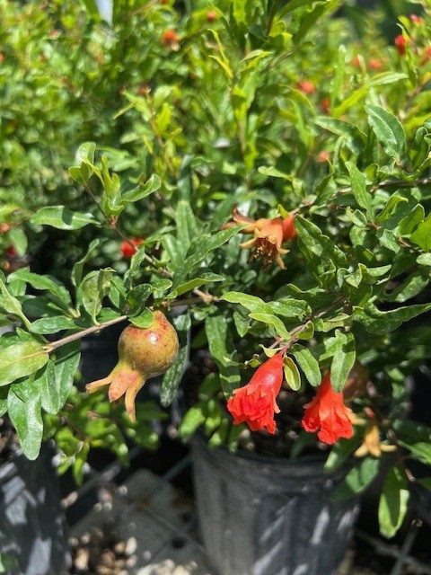 punica-granatum-nana-pomegranate-dwarf-red