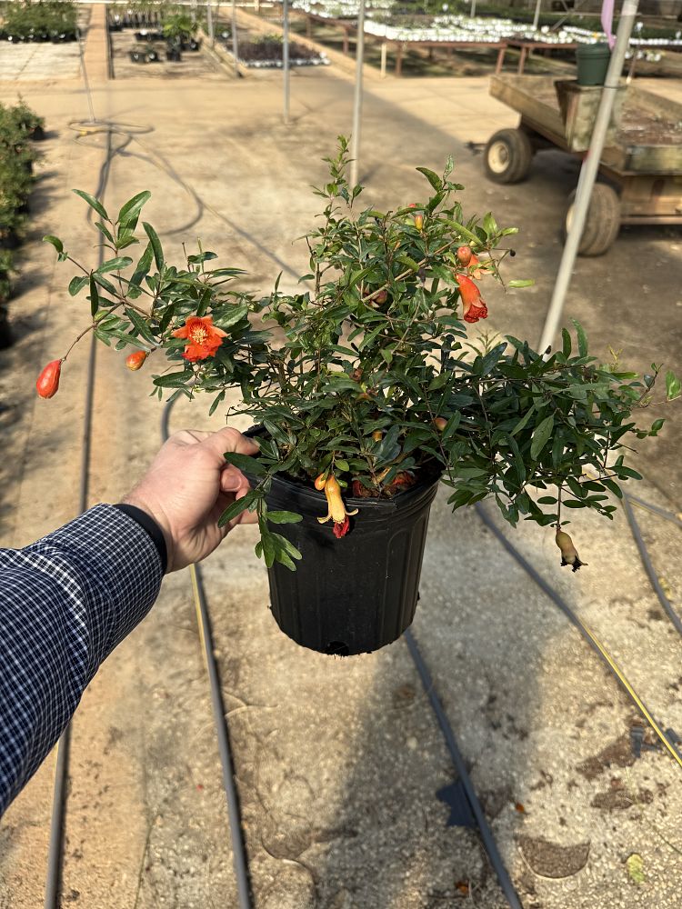 punica-granatum-nana-pomegranate-dwarf-red