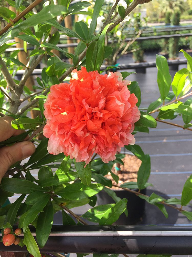 punica-granatum-nochi-shibari-pomegranate