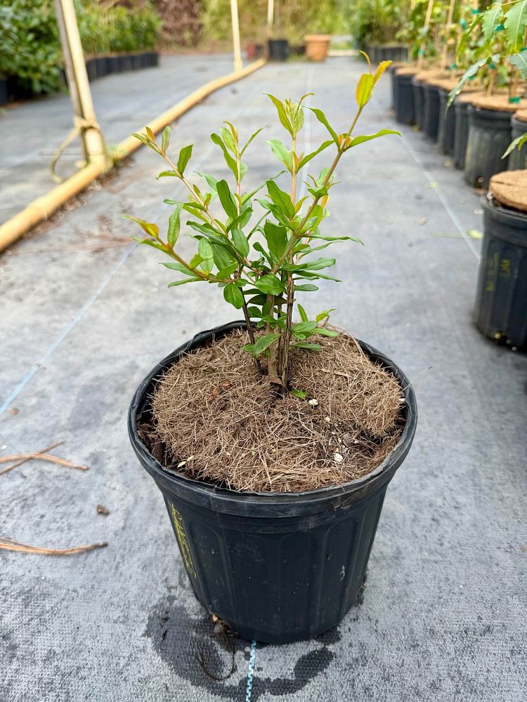 punica-granatum-parfianka-pomegranate