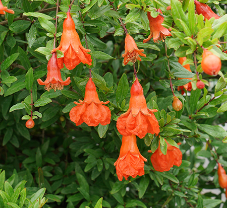 punica-granatum-peppy-le-pom-pomegranate-edible