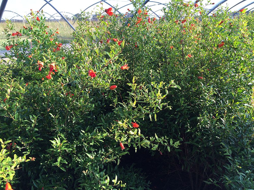 punica-granatum-pomegranate-edible