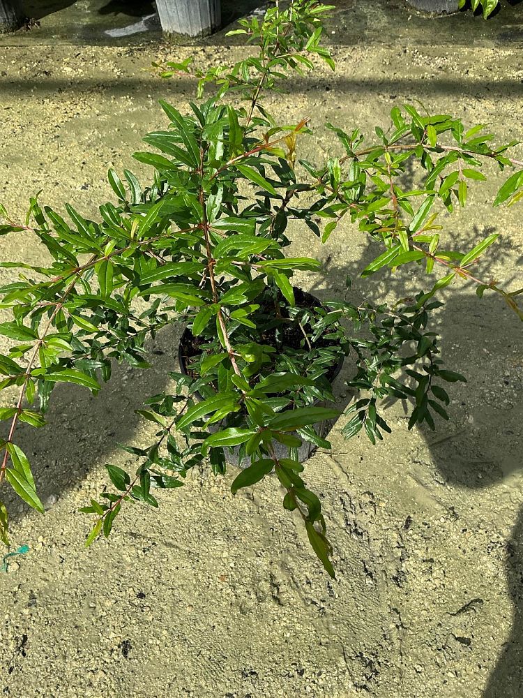 punica-granatum-pomegranate-edible