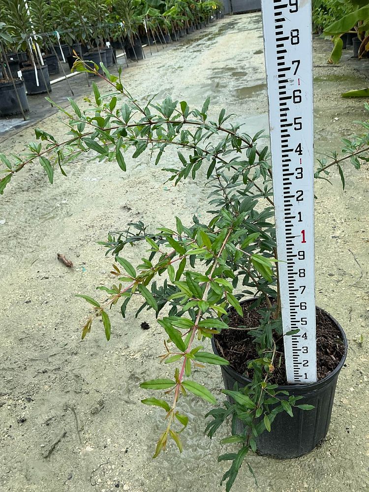 punica-granatum-pomegranate-edible