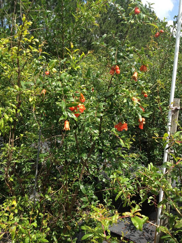 punica-granatum-russian-turk-pomegranate-edible