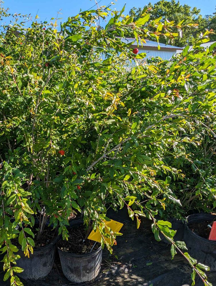 punica-granatum-wonderful-pomegranate-wonderful