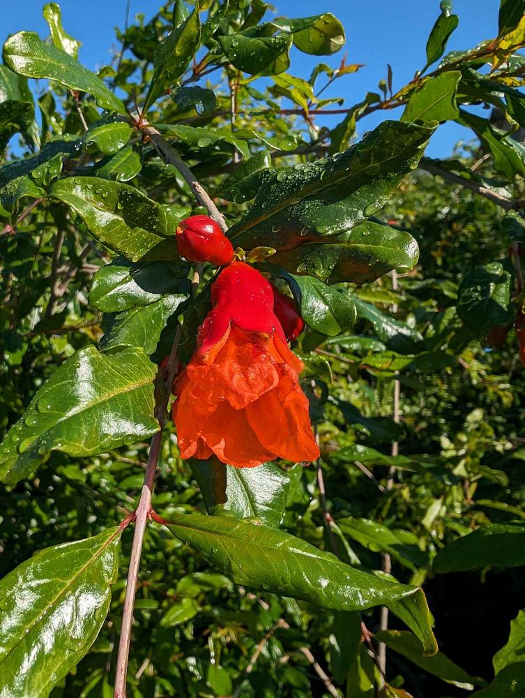 punica-granatum-wonderful-pomegranate-wonderful