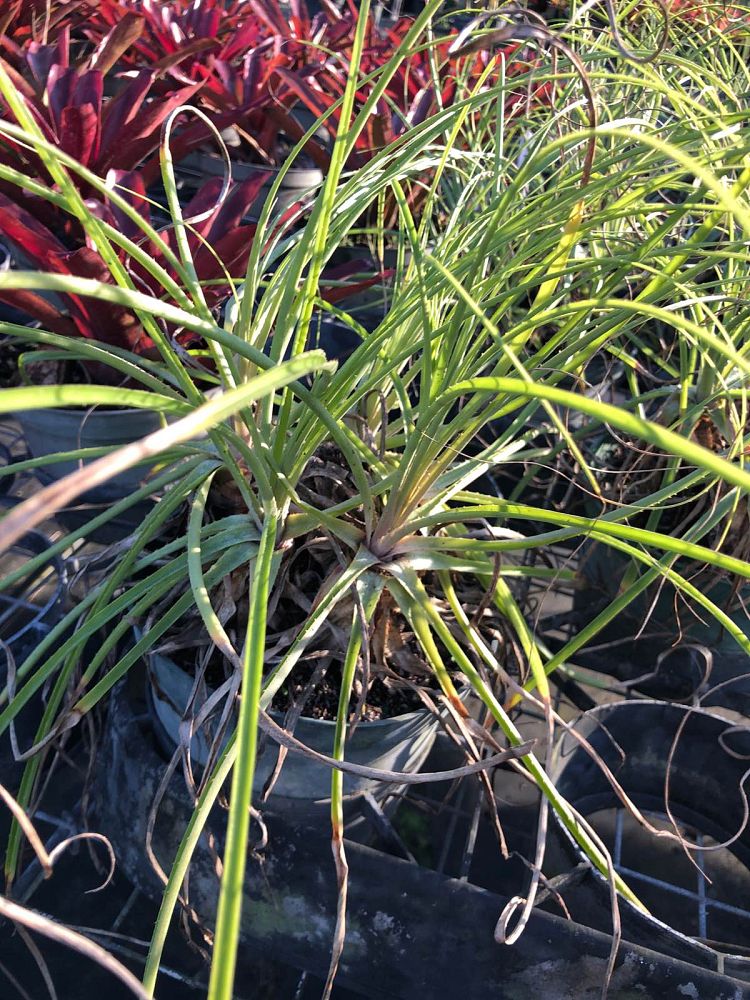 puya-mirabilis