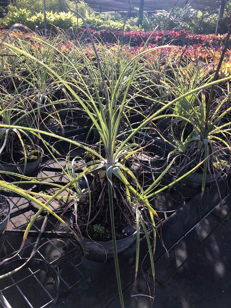 puya-mirabilis