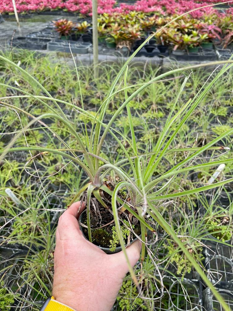 puya-mirabilis