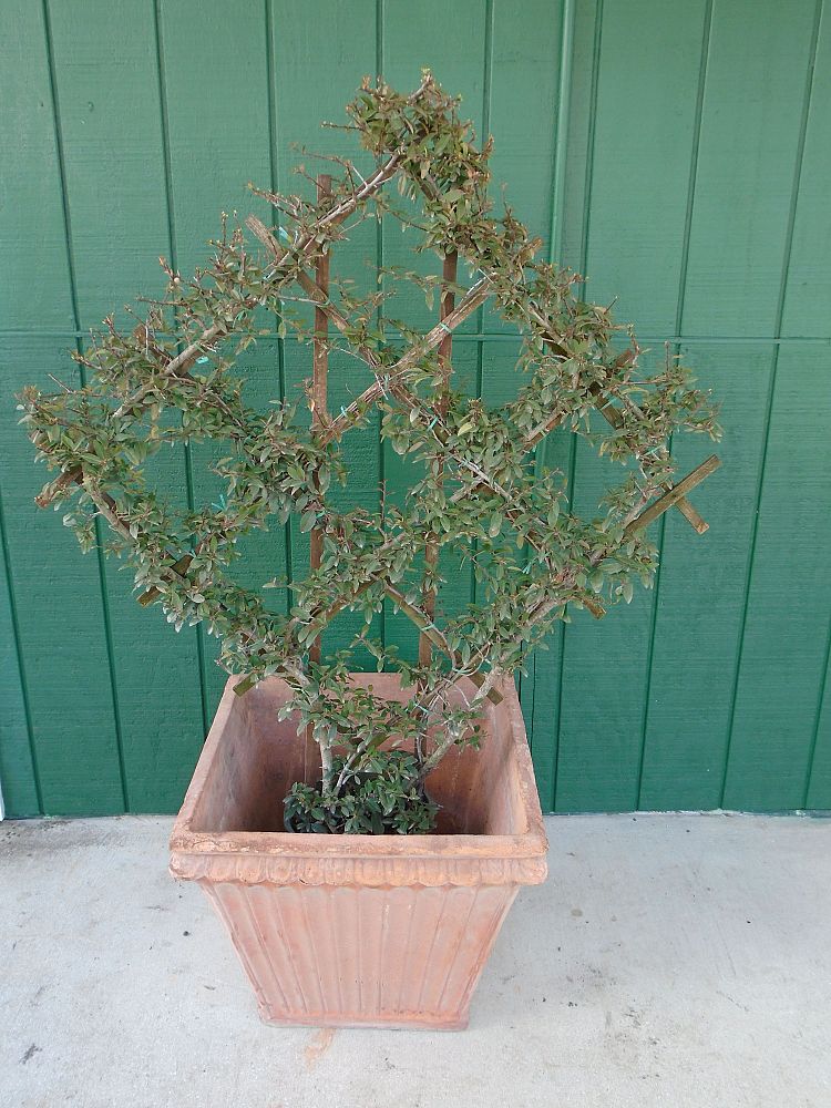 pyracantha-angustifolia-monon-yukon-belle-pyracantha