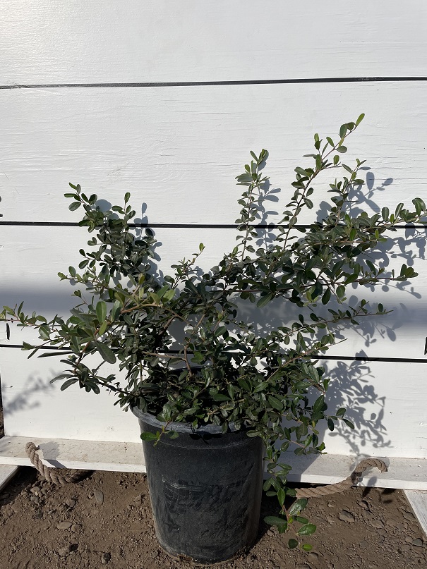 pyracantha-fortuneana-graberi