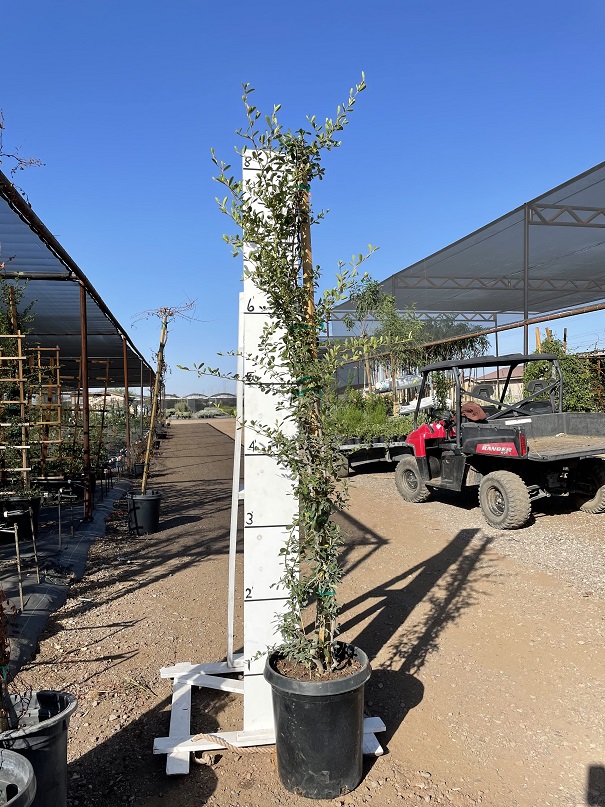pyracantha-fortuneana-graberi