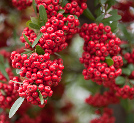 pyracantha-koidzumii-victory-formosa-firethorn