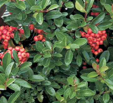 pyracantha-mohave-firethorn