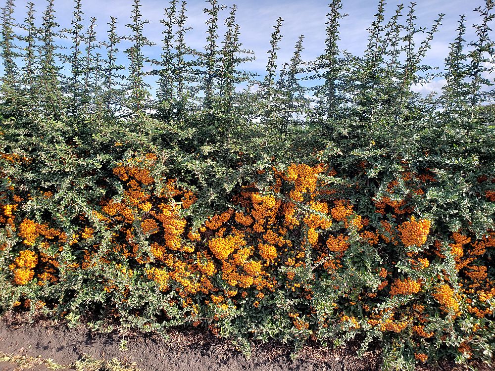 pyracantha-teton-firethorn
