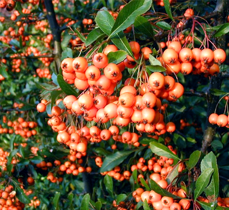 pyracantha-unc-dwarf-firethorn