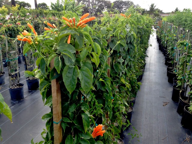 pyrostegia-venusta-flame-vine