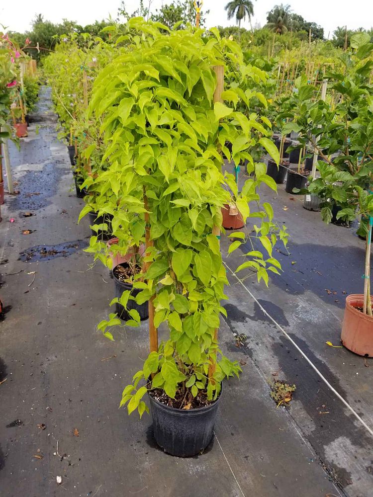 pyrostegia-venusta-flame-vine