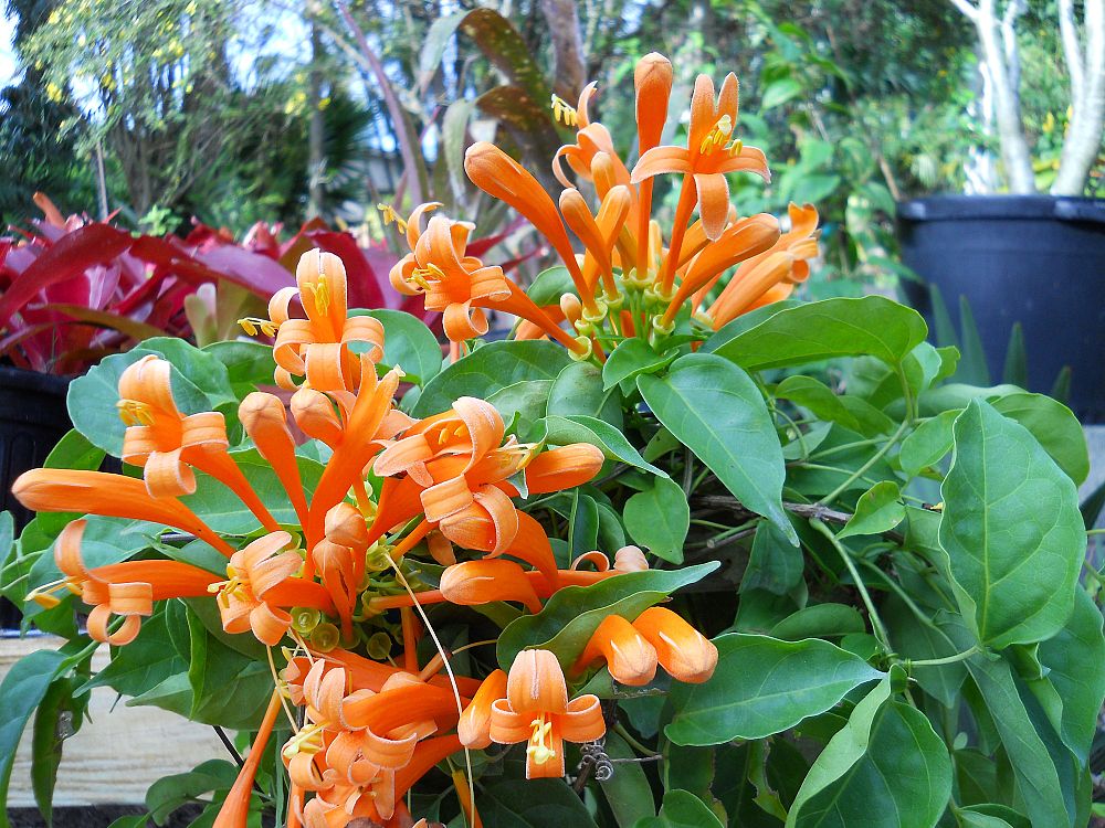 pyrostegia-venusta-flame-vine