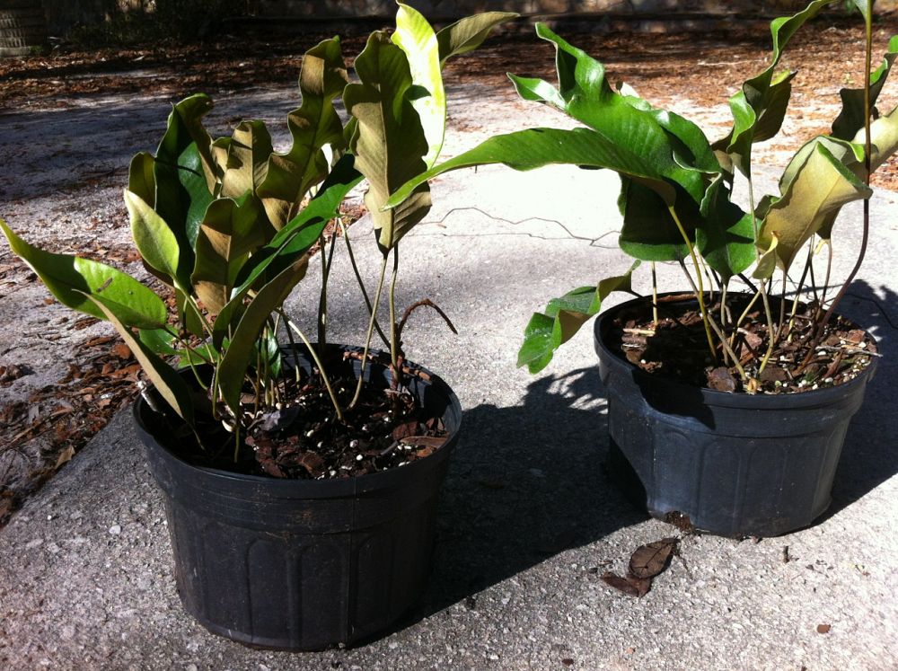 pyrrosia-lingua-tongue-fern