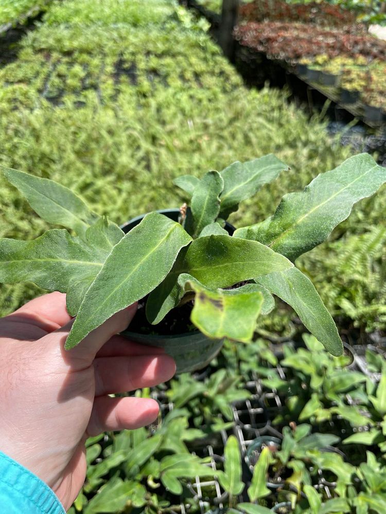pyrrosia-rugosa-fern
