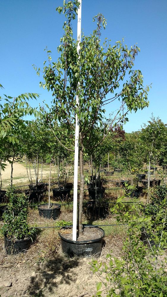 pyrus-calleryana-aristocrat-callery-pear