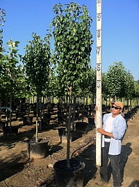 pyrus-calleryana-bradford-callery-pear