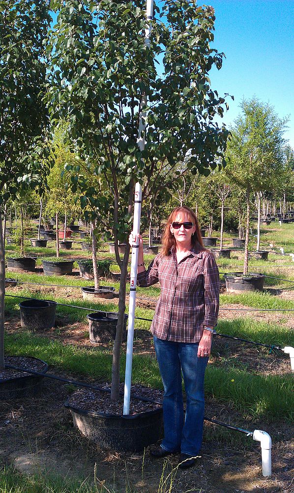 pyrus-calleryana-bradford-callery-pear