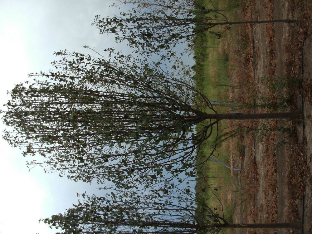 pyrus-calleryana-bradford-callery-pear
