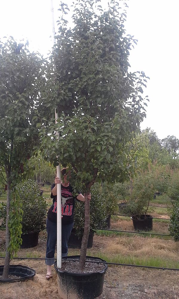 pyrus-calleryana-bradford-callery-pear