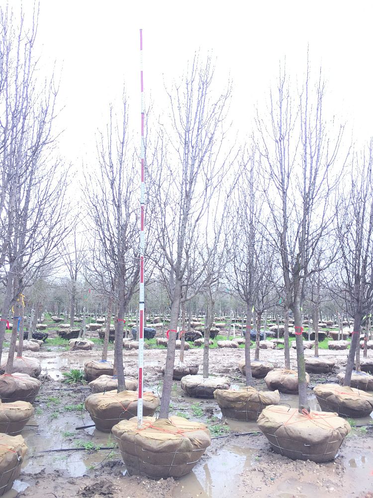 pyrus-calleryana-bradford-callery-pear