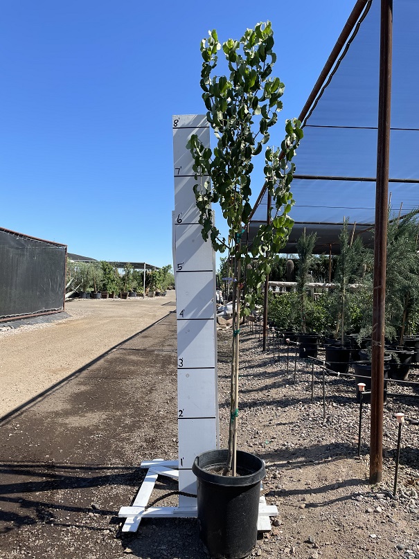 pyrus-calleryana-bradford-callery-pear