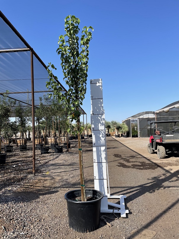 pyrus-calleryana-bradford-callery-pear