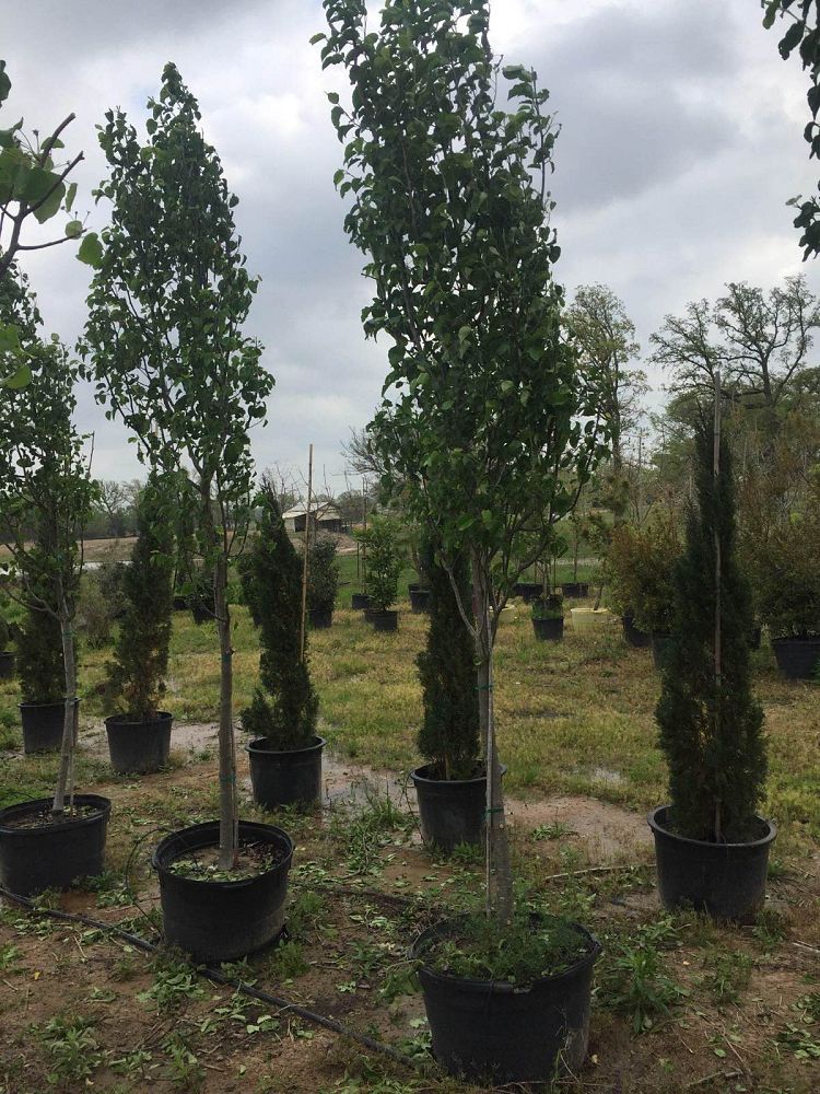 pyrus-calleryana-bradford-callery-pear