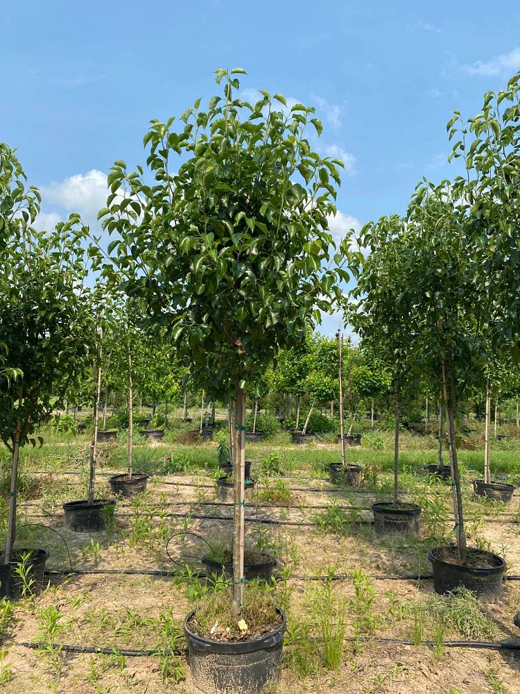 pyrus-calleryana-bradford-callery-pear