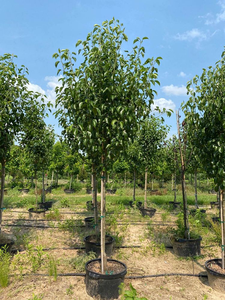 pyrus-calleryana-bradford-callery-pear