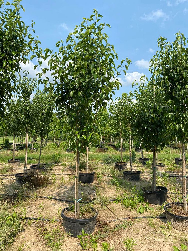 pyrus-calleryana-bradford-callery-pear