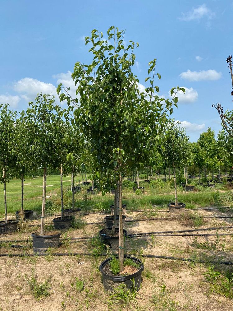 pyrus-calleryana-bradford-callery-pear