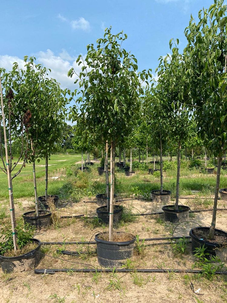 pyrus-calleryana-bradford-callery-pear