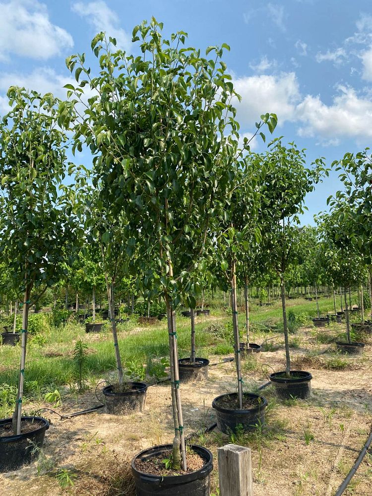 pyrus-calleryana-bradford-callery-pear