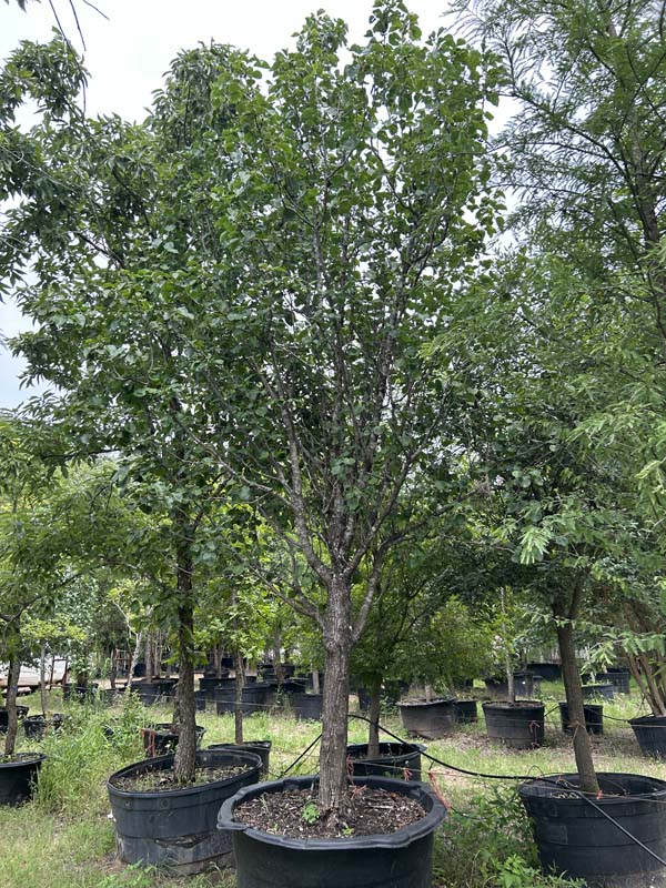 pyrus-calleryana-bradford-callery-pear
