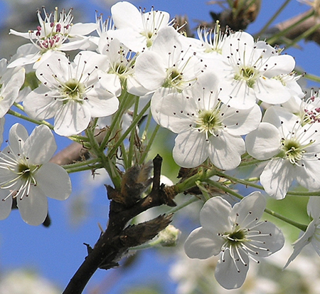 pyrus-calleryana-chanticleer-callery-pear-glen-s-form