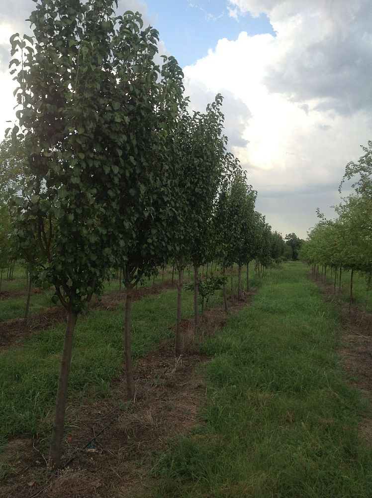 pyrus-calleryana-cleveland-pride-callery-pear