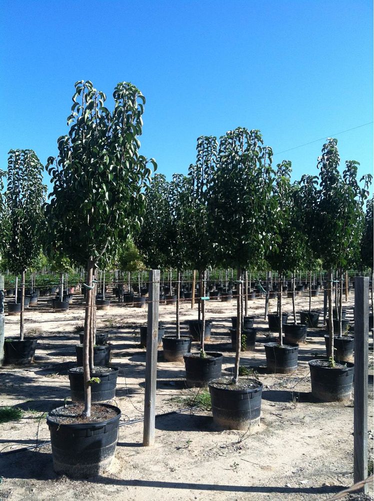 pyrus-calleryana-cleveland-select-callery-pear