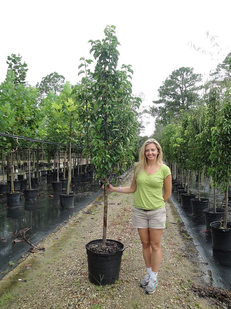 pyrus-calleryana-cleveland-select-callery-pear